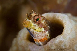 Tiny undescibed Blenny less than 20mm long (the hole he's... by Ross Gudgeon 